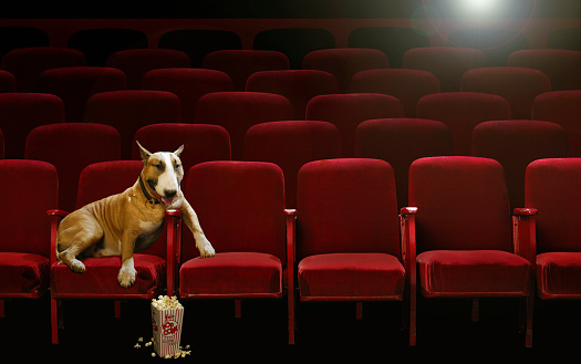 16 Undomesticated Films You Should Watch With Your Pets