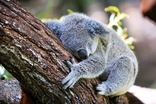 Koala or Panda: Which is the Ultimate Bear?