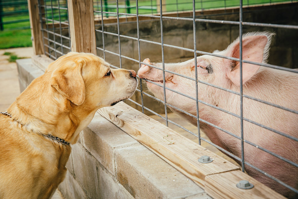 This Piggy and Dog Are Best Friends, And It’s Kind of Adorable