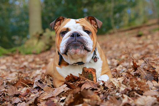 9 Beautiful Pictures of Leaves We Want to Crunch This Fall