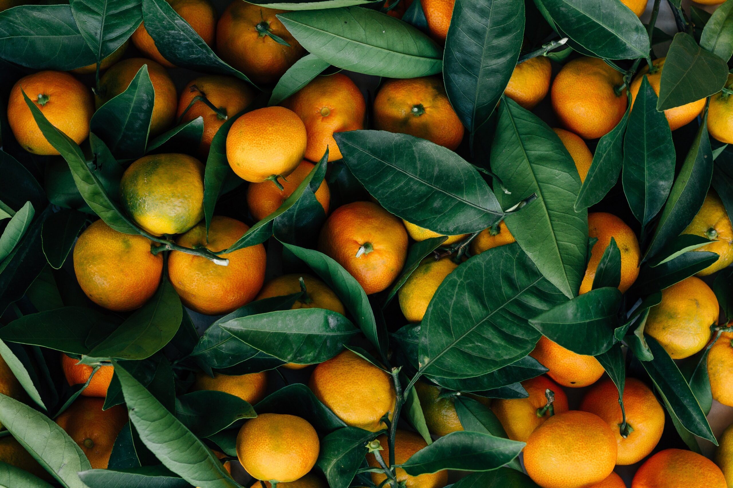 Consider the Kumquat – The Little Fruit with a Big Personality