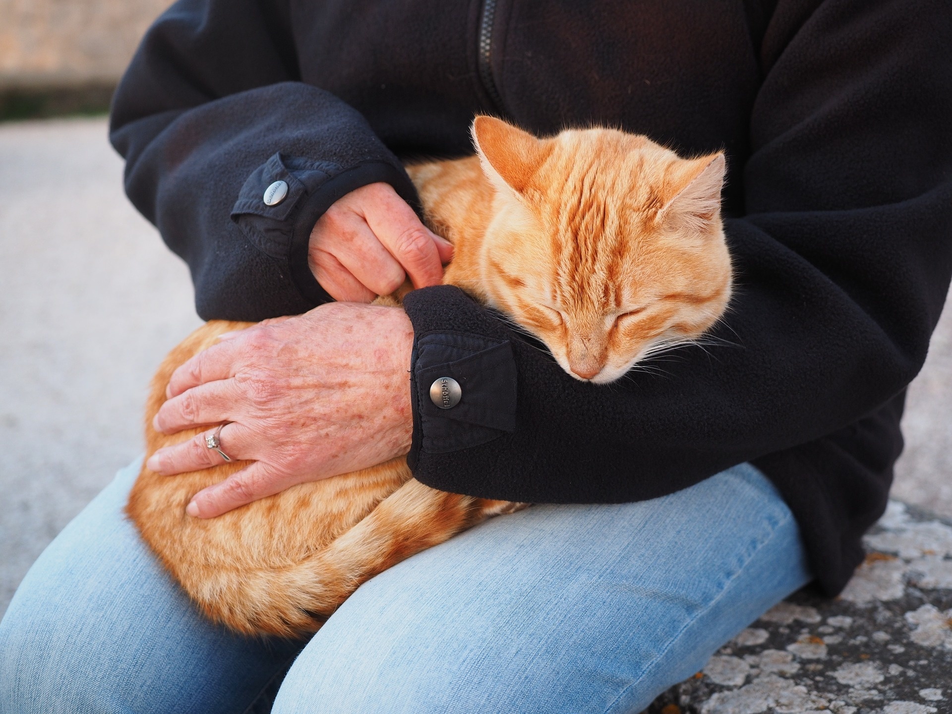 Therapy Cats Are Your New Favorite Travel Companion