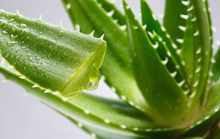 Does Aloe Vera Really Work?