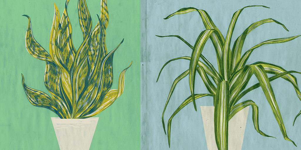 These House Plants Are Least Likely to Die