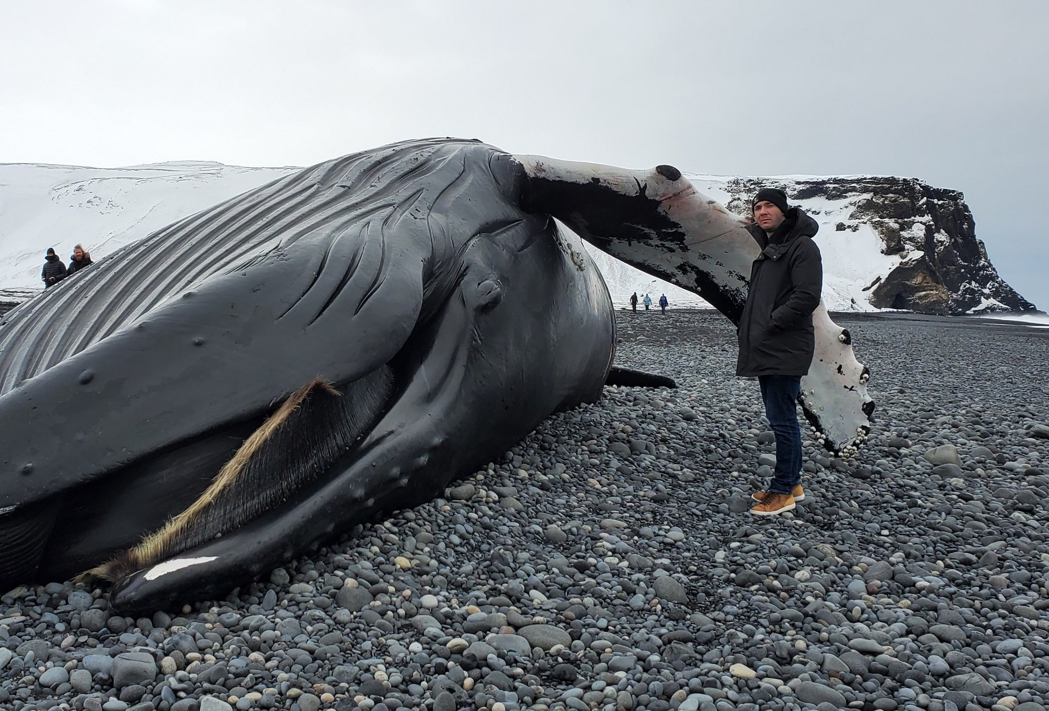 I Saw a Dead Whale’s Dick in Iceland, and It Changed My Life