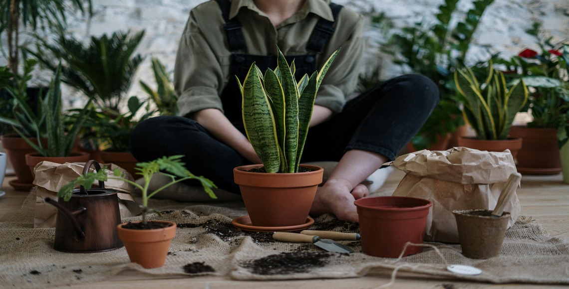 How to Start an Isolation Garden