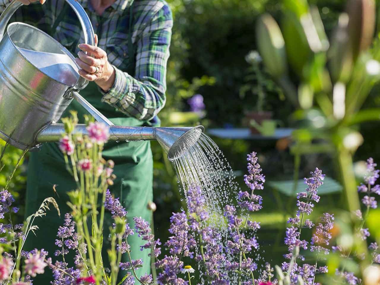 How to Start an Isolation Garden