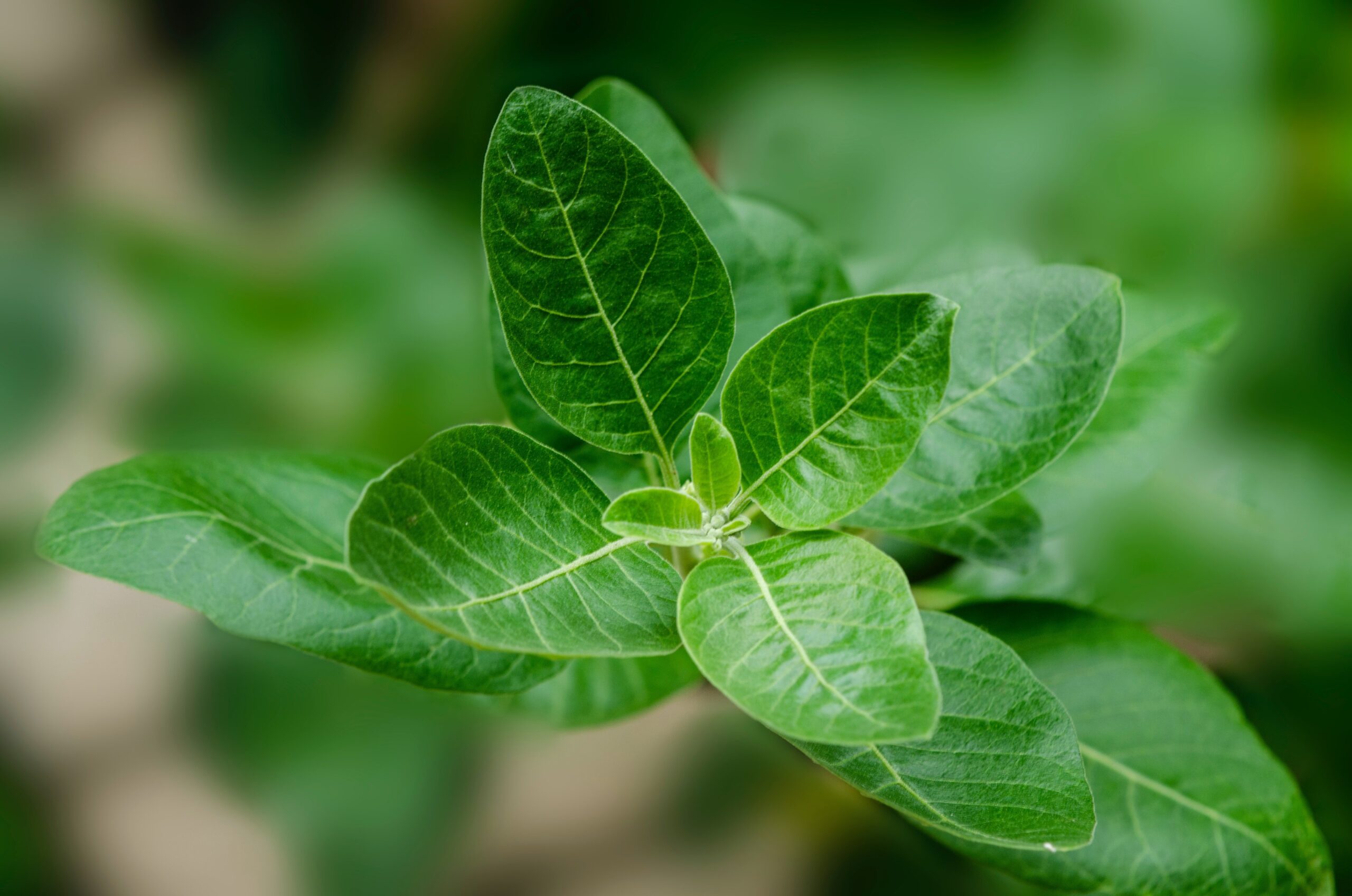 Should You Try Ashwagandha?