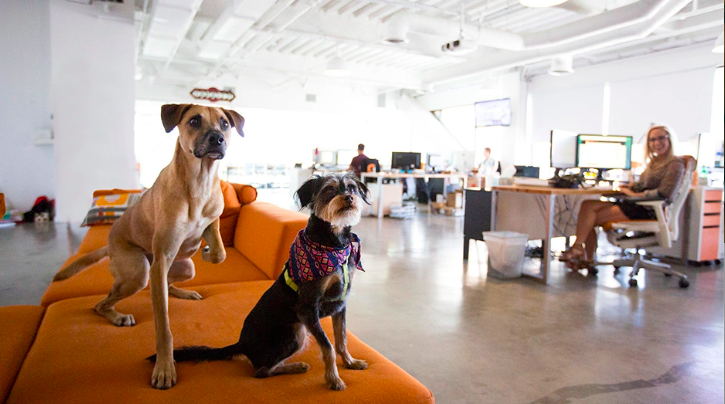 The Post-Pandemic Pet-Friendly Workplace