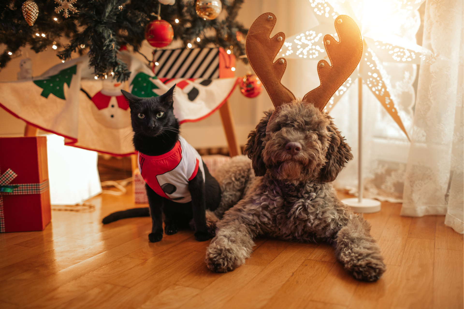 The Top 10 Pet Gifts Of 2022