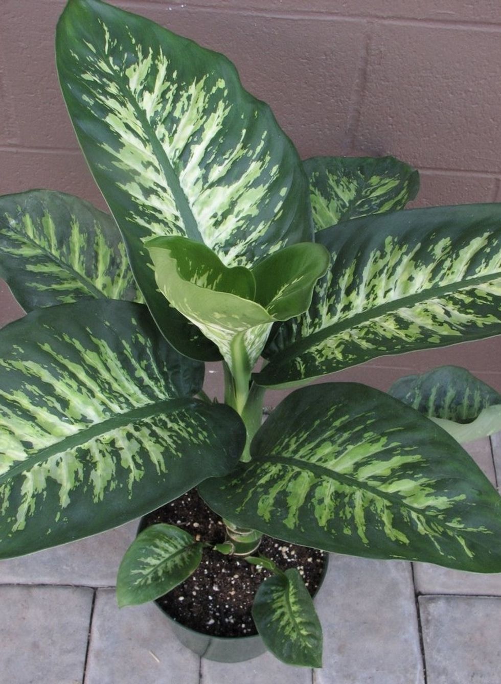 Dieffenbachia