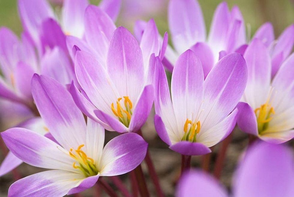 autumn crocus