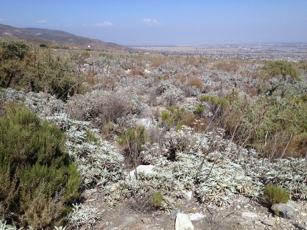 White sage growing among other plants on a large piece of land with a blue sky in the background