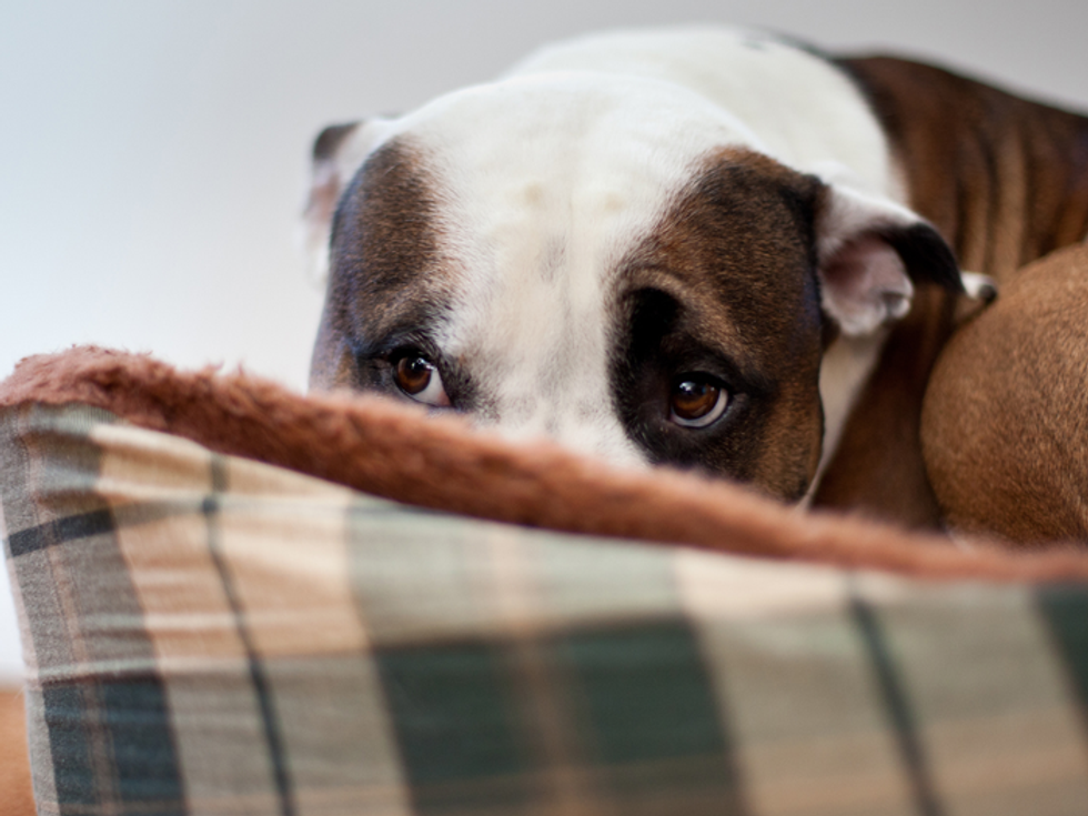 Anxious dog