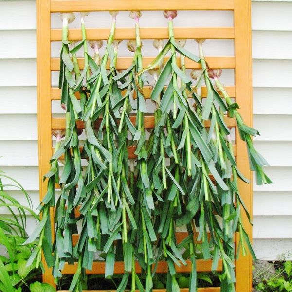 crib rails turned into garden trellis