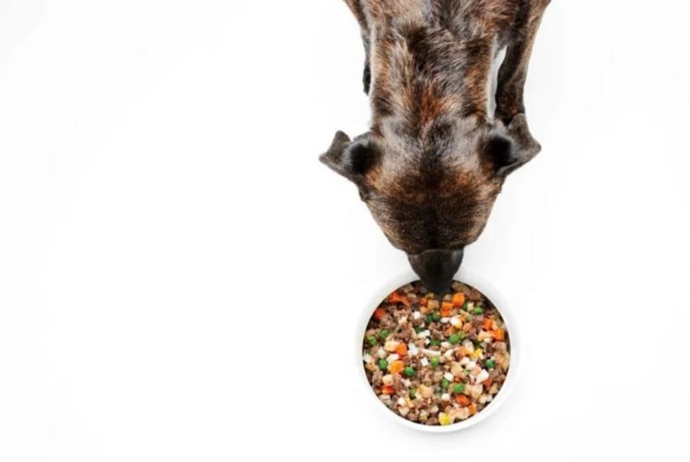 A dog eating a bowl of beef and carrots and corn