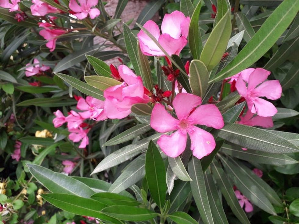 oleander