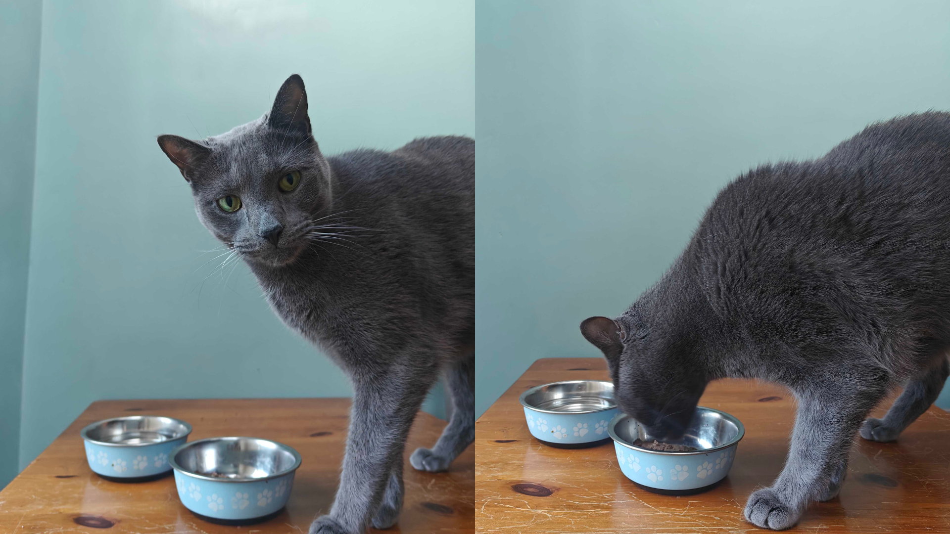 Cat Allergies? Pacagen’s Topper vs. Purina LiveClear — Find The Best Solution