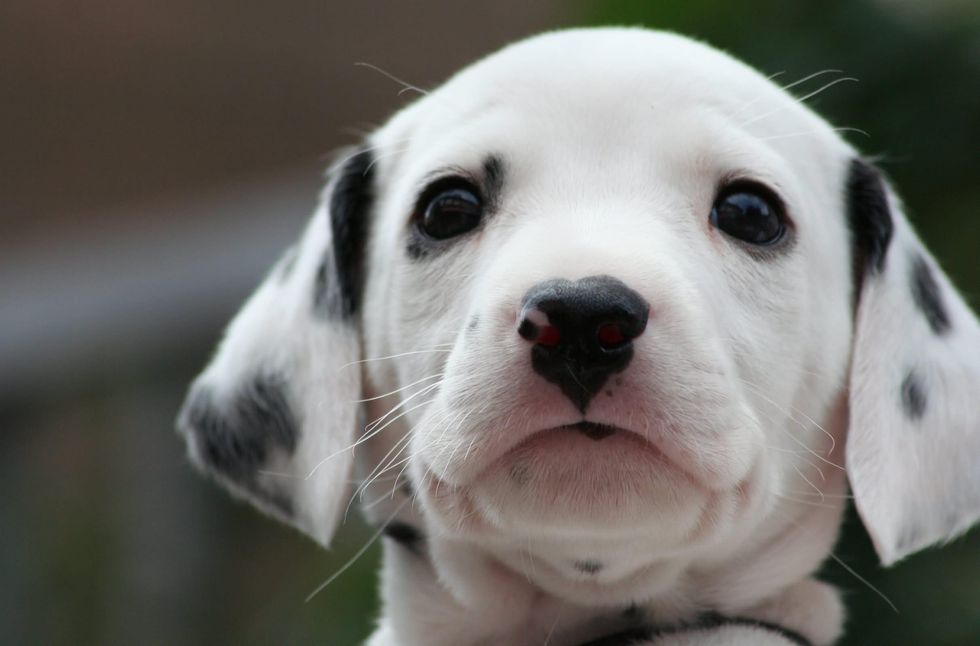 Dalmation puppy