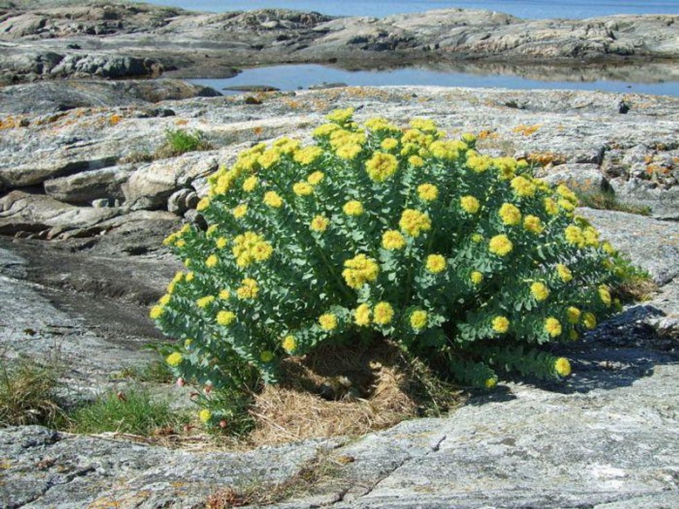 Rhodiola Rosea