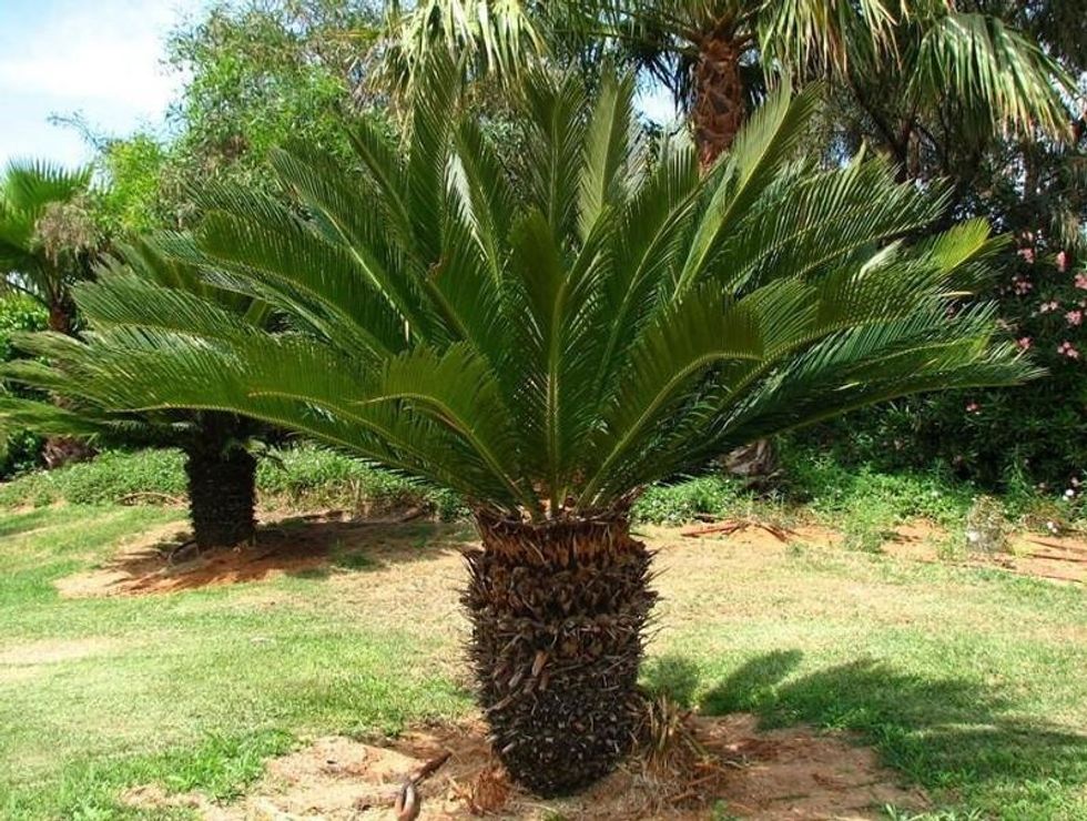 sago palm