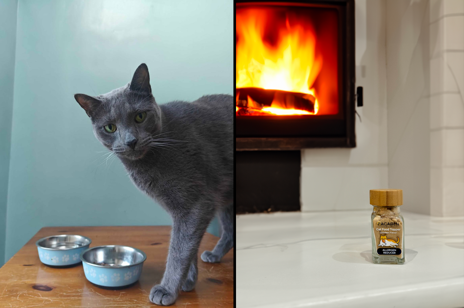 How Pacagen Helps Me Enjoy Winter Cuddles With My Cat Allergen-Free